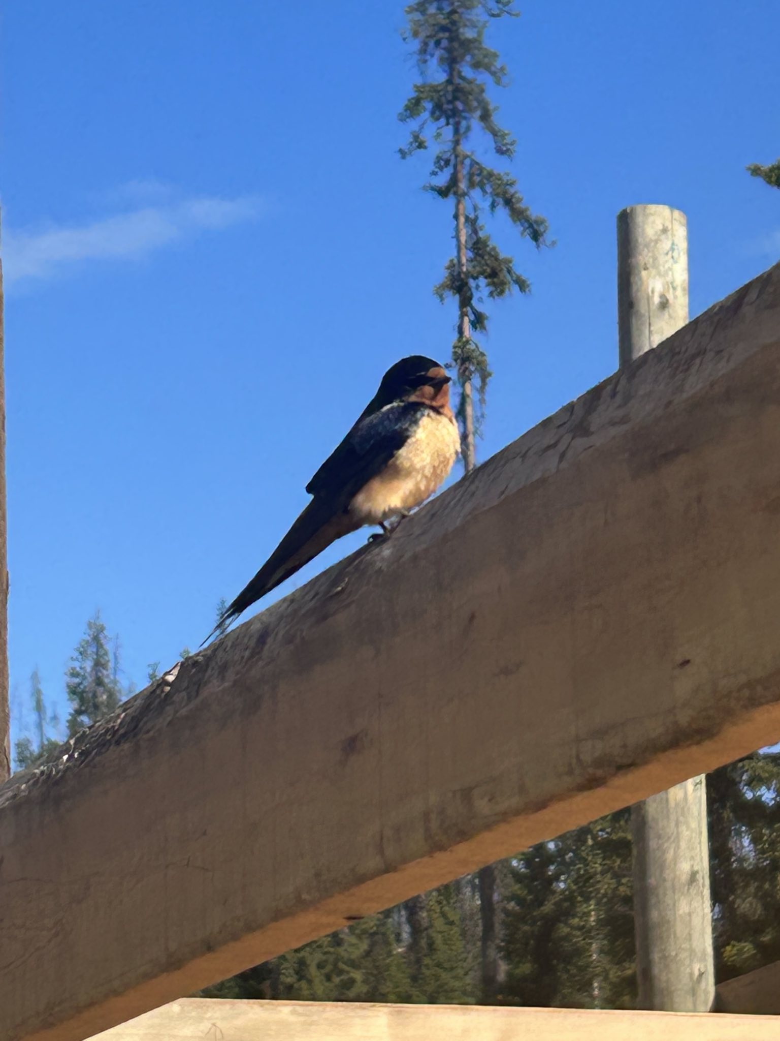 A bird sits on a construction beam in the morning sun