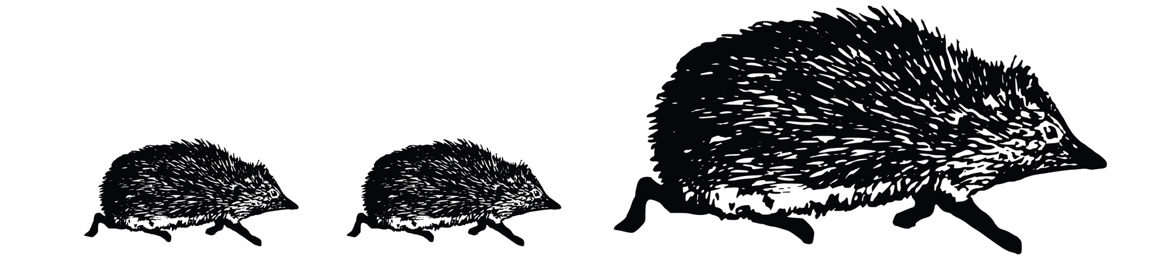 A line drawing of three hedgehogs, an adult followed by two young, trotting left to right.