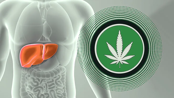 Study: Marijuana Use Poses No Elevated Risk for Liver Transplant Patients