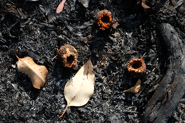 Photo of gumnuts chewed by black cockatoos on burnt, ashy ground after a fire