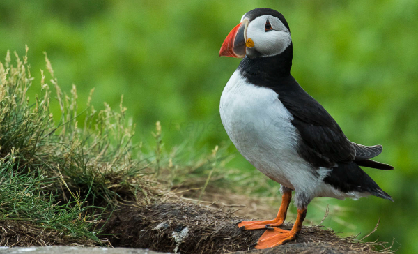 A photo of a puffin standing on a grassy log. Credit: Francesco Veronesi via Wikimedia Commons