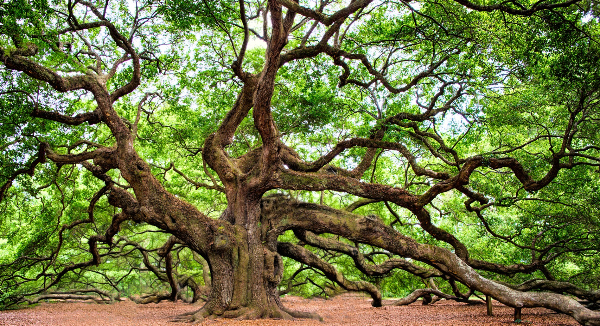 A photo of a large sprawling oak tree in a wood. Credit: RegalShave via Wikimedia Commons