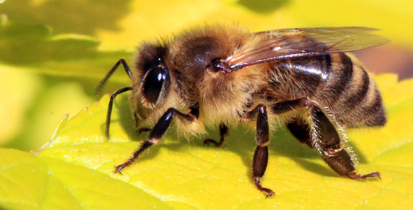 A close-up photo of a bee, on a yellow leaf. Credit: Charles J. Sharp via Wikimedia Commons]