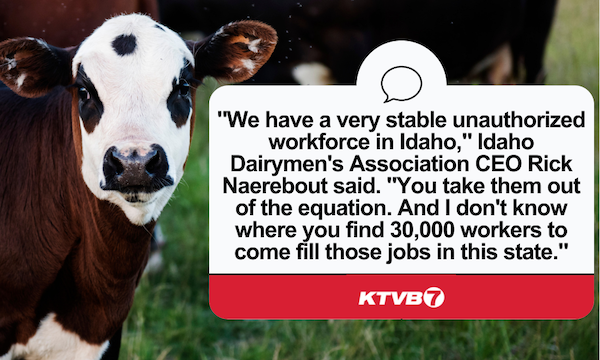 A graphic featuring a photo of dairy cows and a quote from Idaho Dairymen’s Association CEO Rick Naerebout. The quote reads “We have a very stable unauthorized workforce in Idaho. You them out of the equation, and I don’t know where you find 30,000 workers to come fill those jobs in this state.