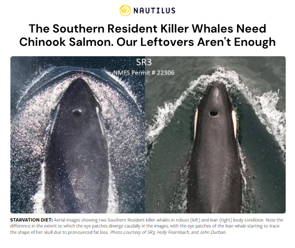 A graphic featuring a headline from Nautilus which reads: “The Southern Resident Killer Whales Need Chinook Salmon. Our Leftovers Aren’t Enough.” Included is a side-by-side photo of an orca at a healthy weight on the left and an orca severely underweight on the right. The caption underneath the photo describes the whales as being on a starvation diet with the underweight whale described as having her eyepatches receded against her skull.