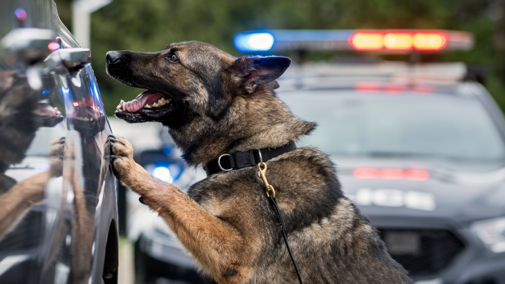 a German shepherd police dog stands on its hind legs with its front paws on a car door indicating that it is alerting for the presence of marijuana