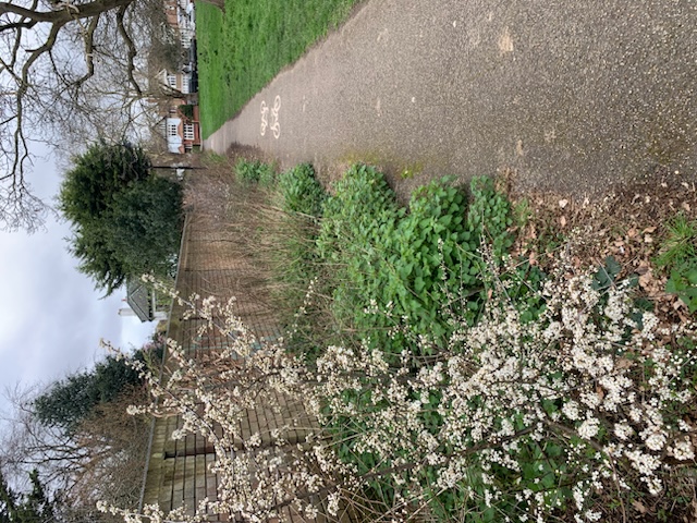 [Similar perspective to previous with wall on left with considerable growth and nettles and and 2 metre high hawthorn in bloom on left. ]