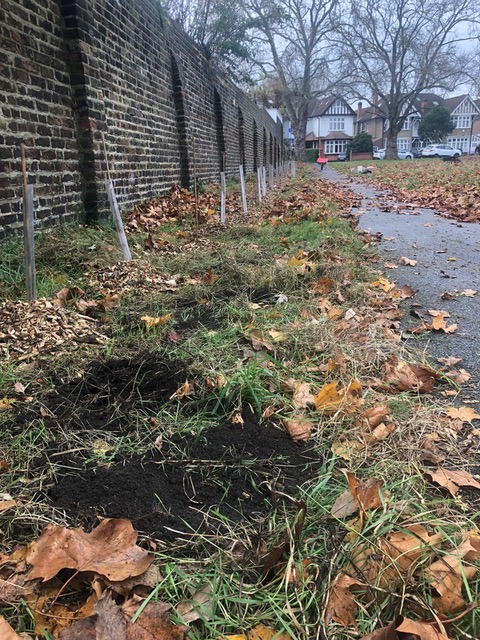 [Low shot of wall on left, path on right and plastic tubes protecting row of whips or small trees.]
