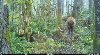 Animation of Elk at Van Eck Oregon