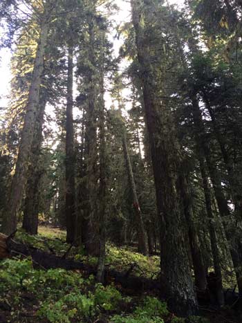 forest in Oregon with rays of sunlight