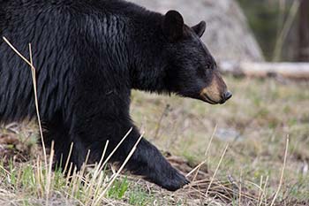 Photo of black bear by Neal Herbert
