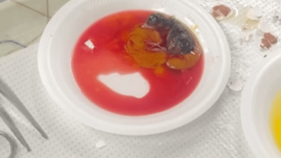 close up - plate